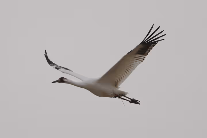 Whooping Crane trip image