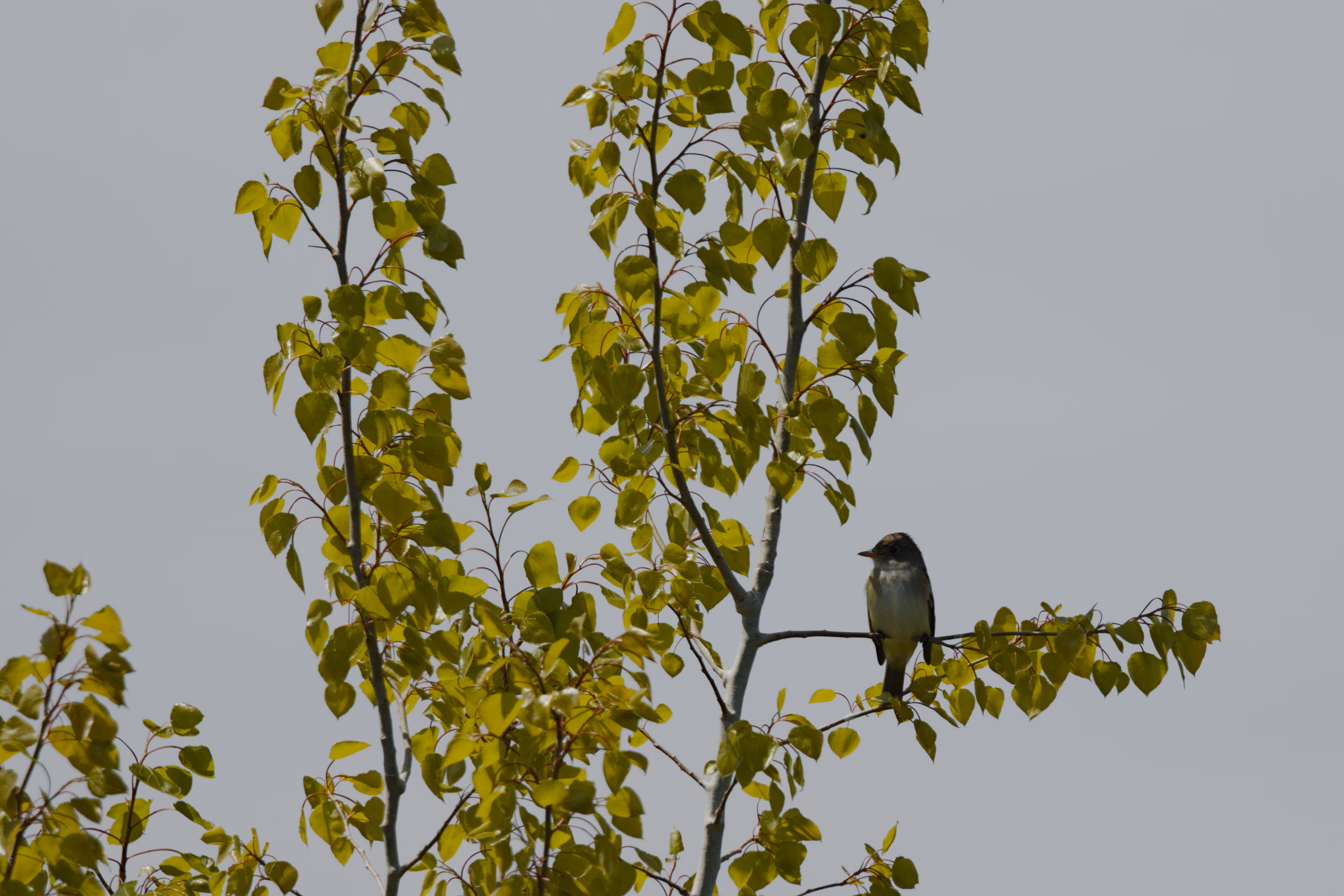 Willow Flycatcher photograph 1