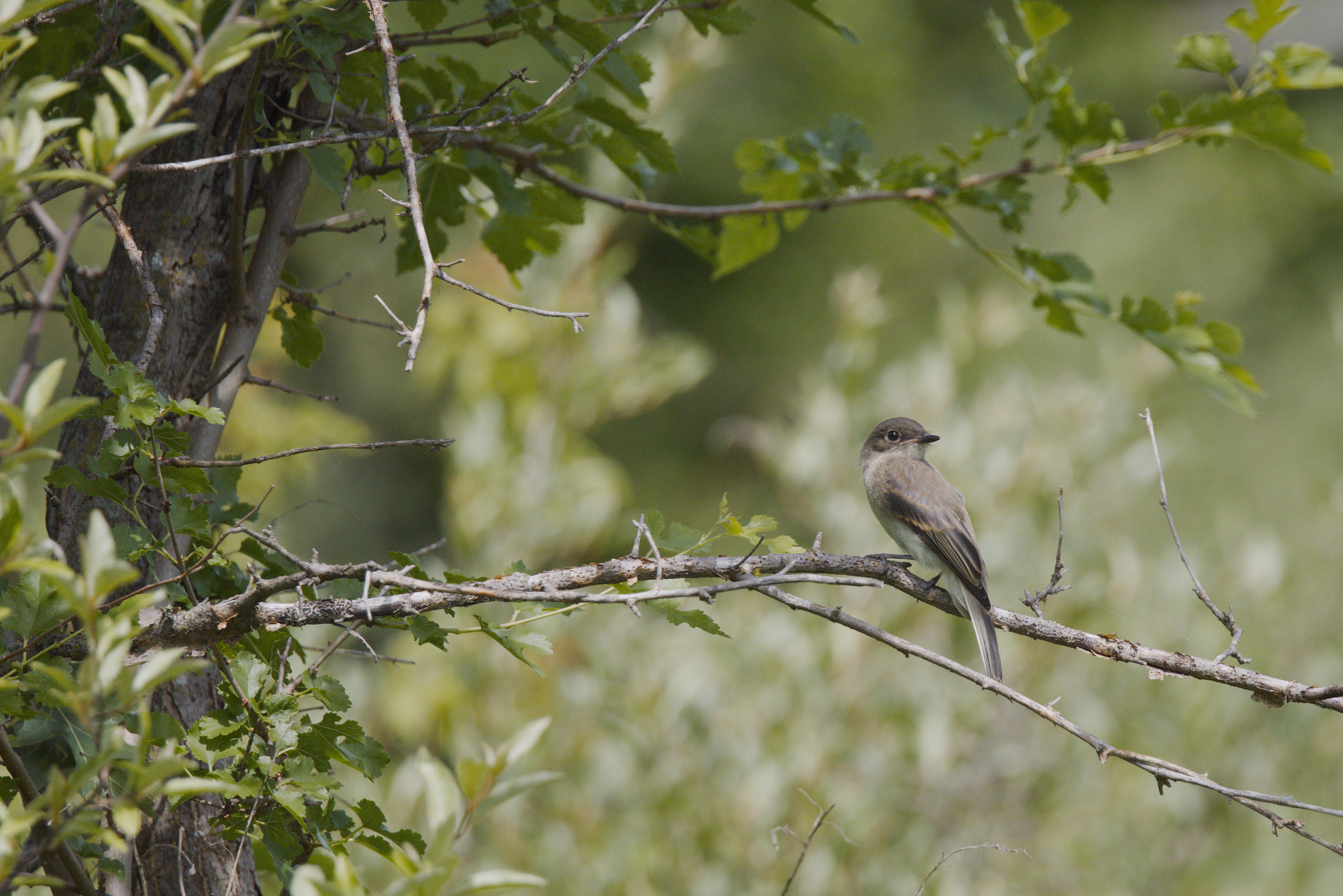 Willow Flycatcher photograph 1