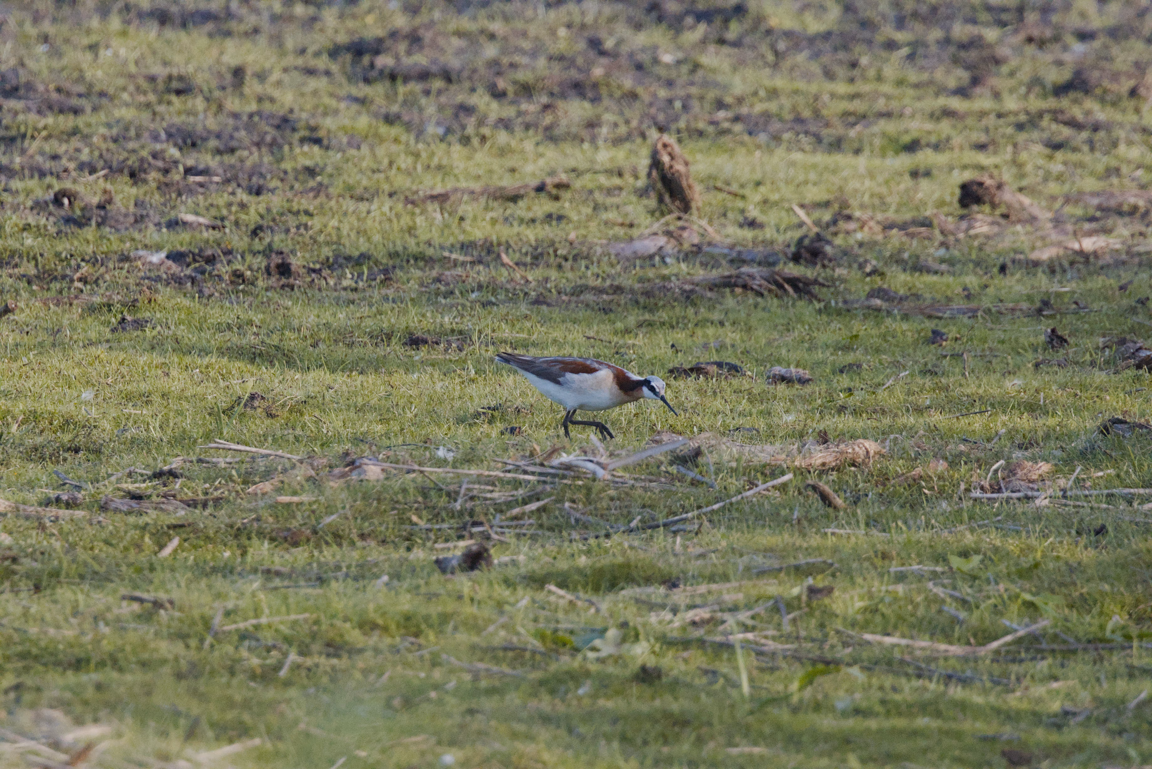 Wilson's Phalarope photograph 1