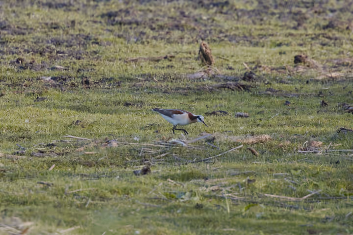 Wilson's Phalarope recent capture