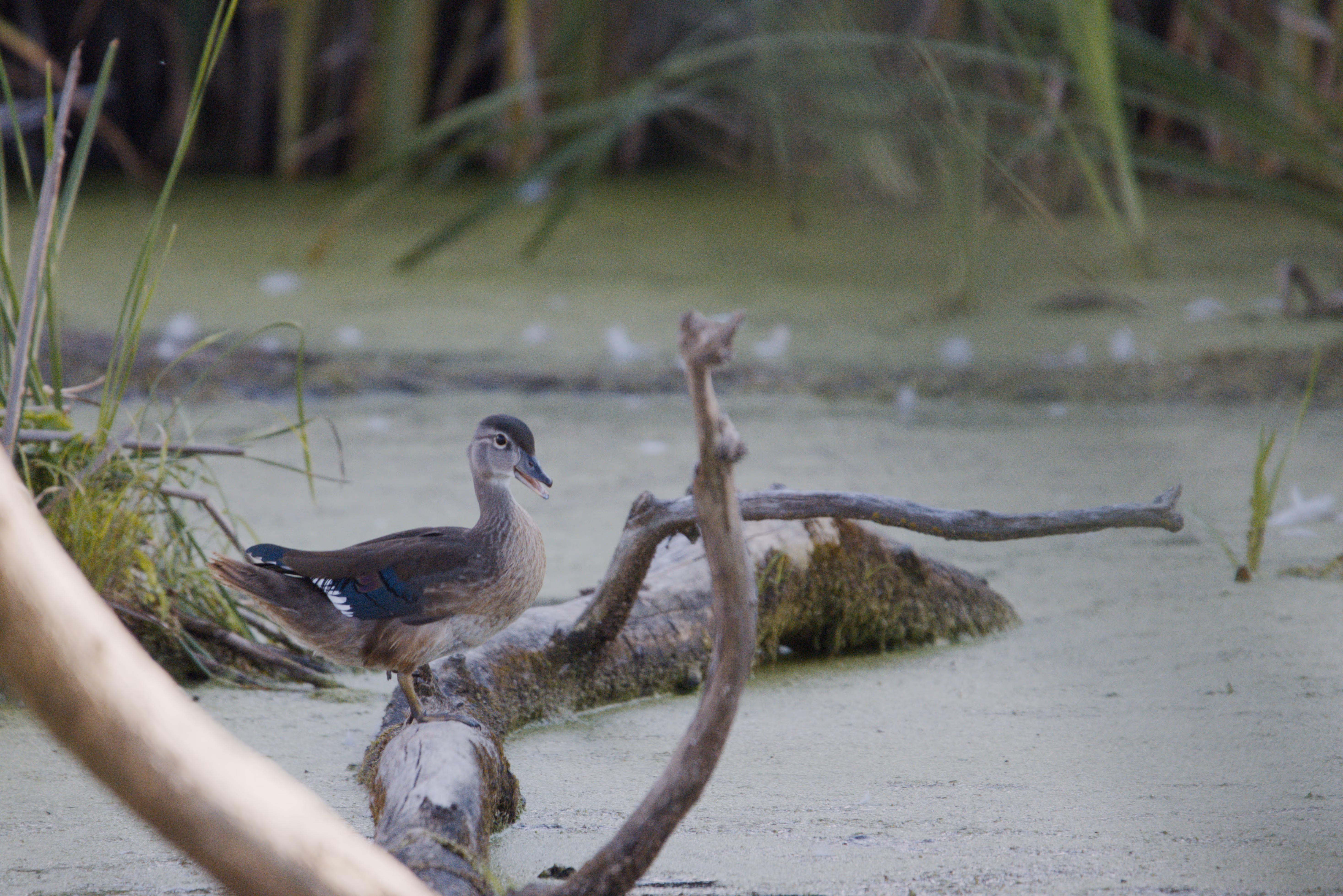 Wood Duck photograph 2