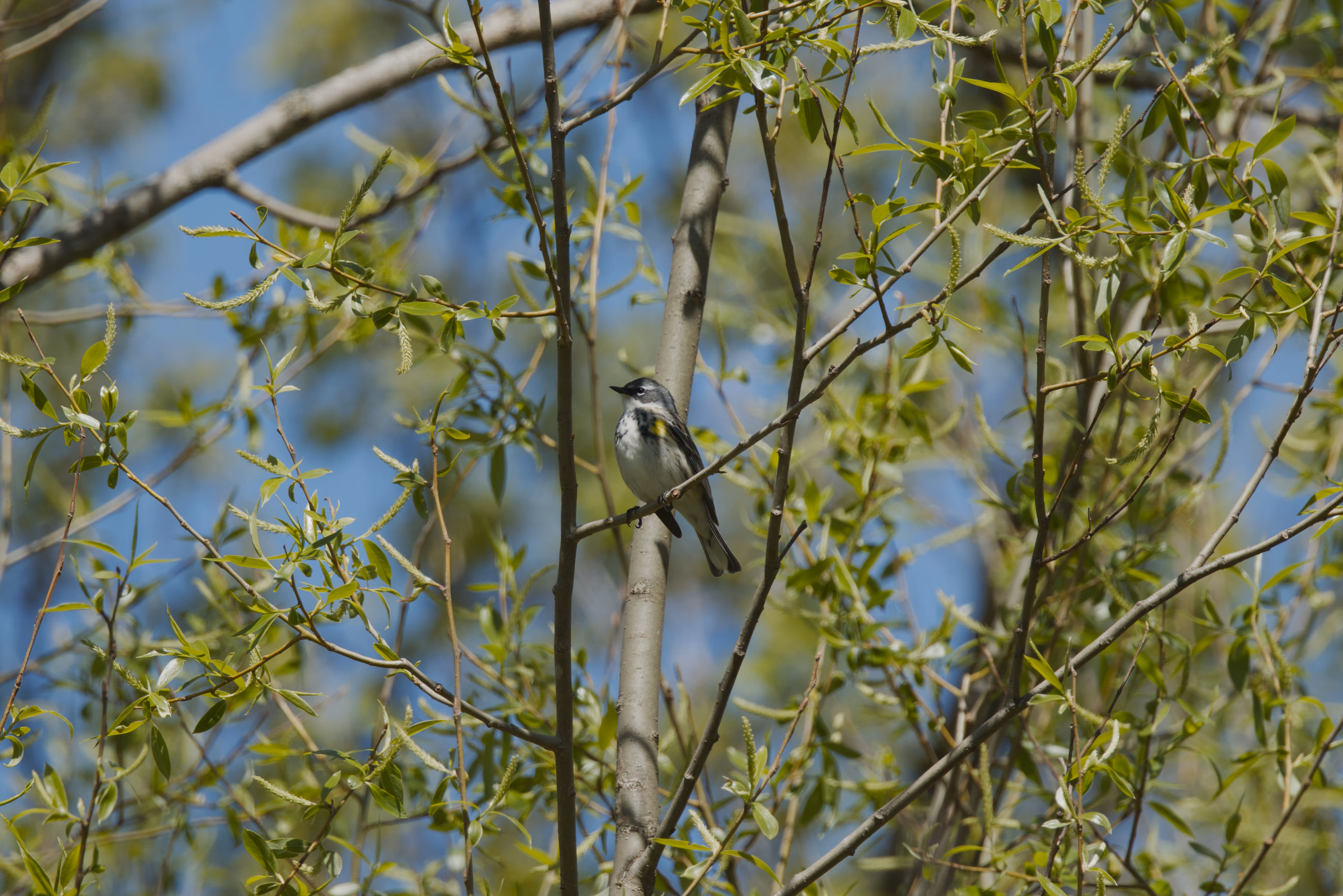 Yellow-Rumped Warbler photograph 1