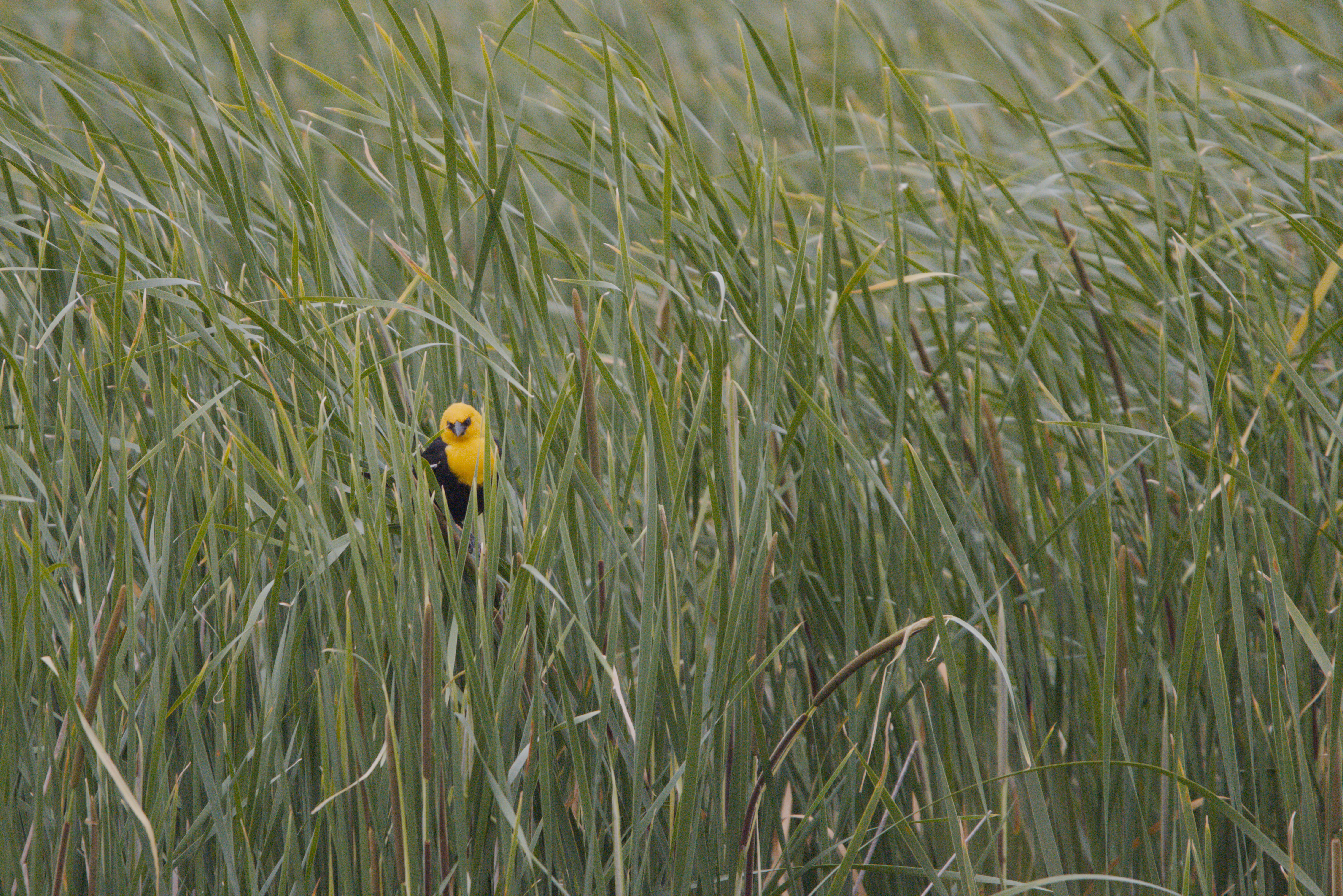 Yellow-headed Blackbird photograph 1