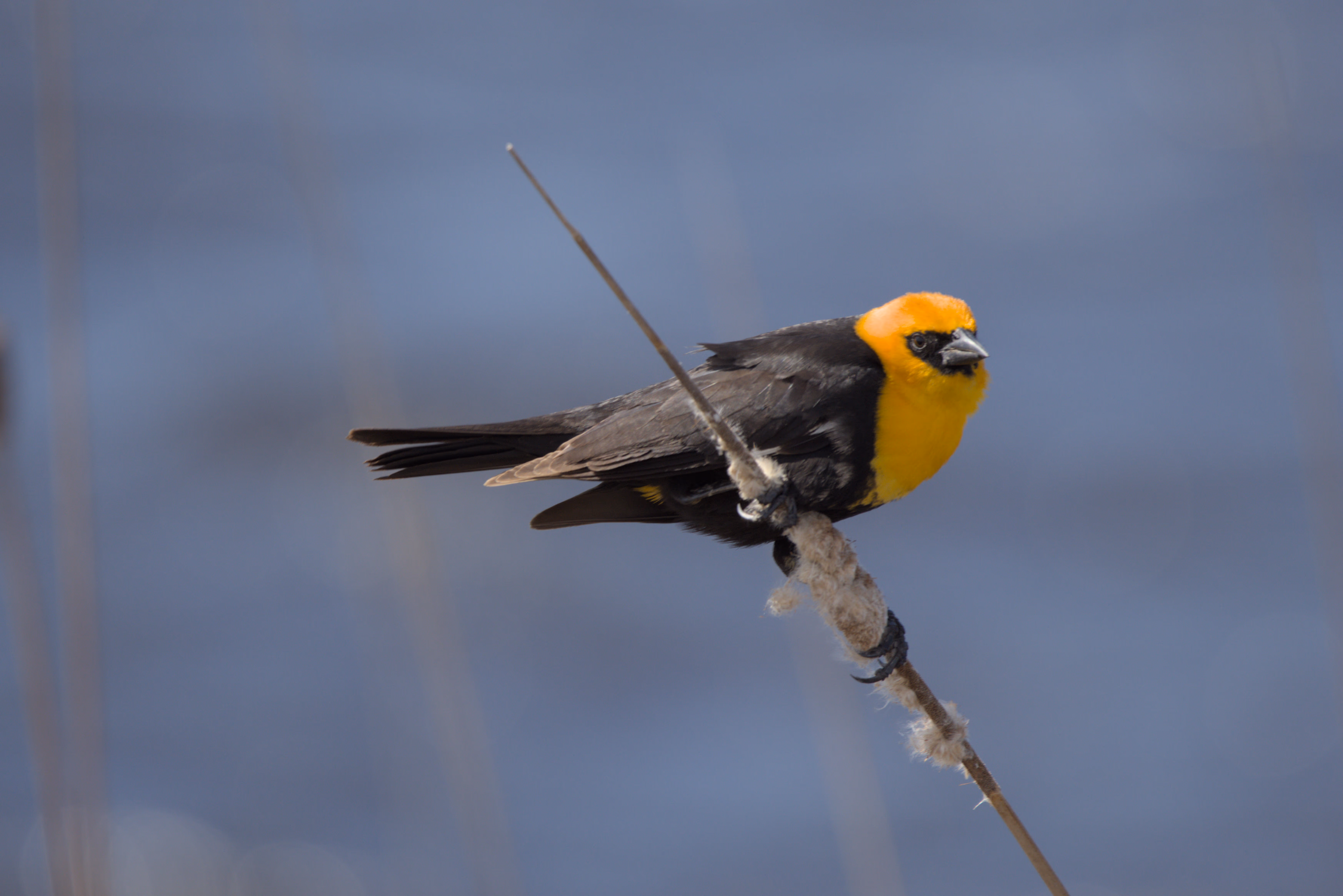 Yellow-headed Blackbird photograph 3