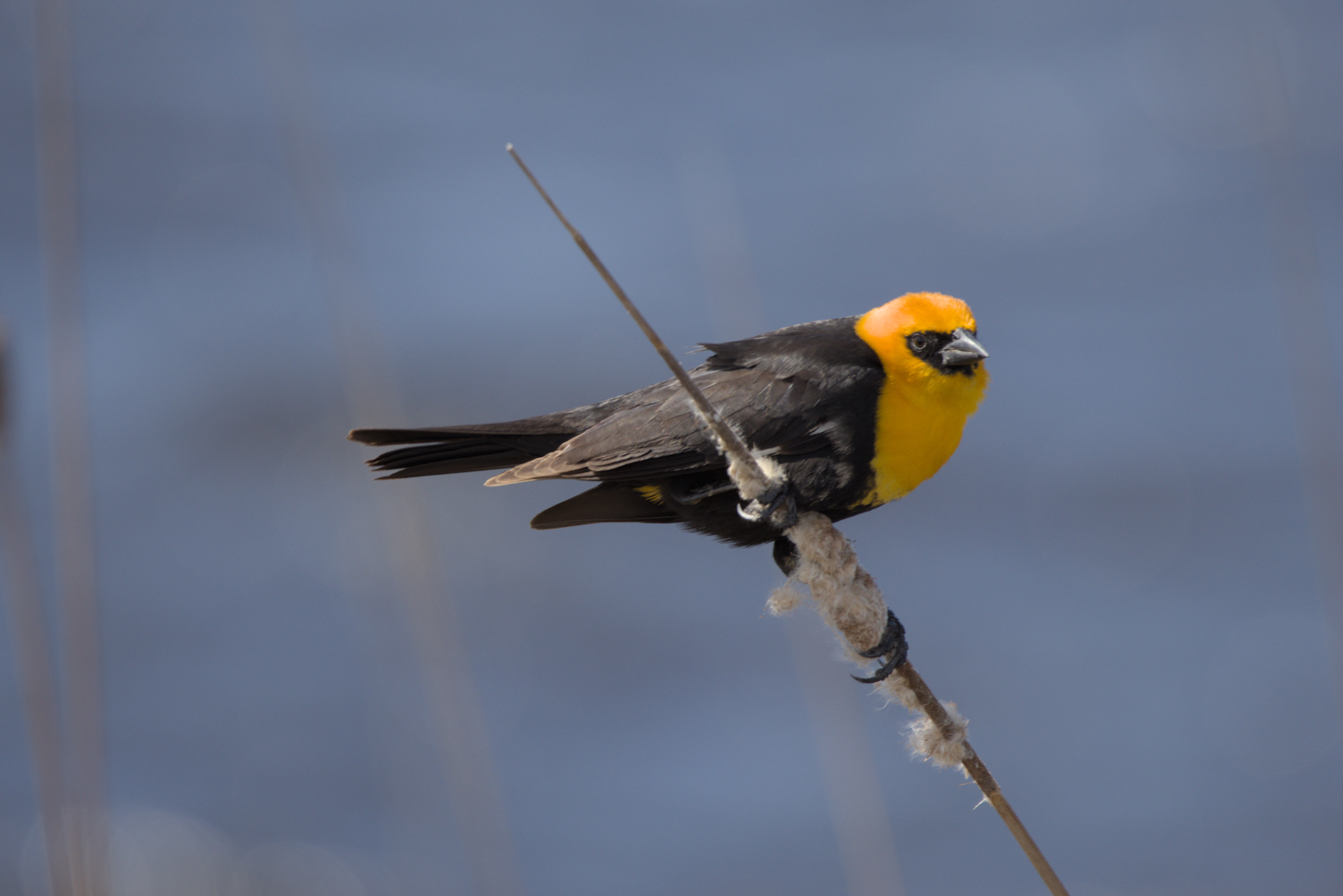 Yellow-headed Blackbird photograph 1