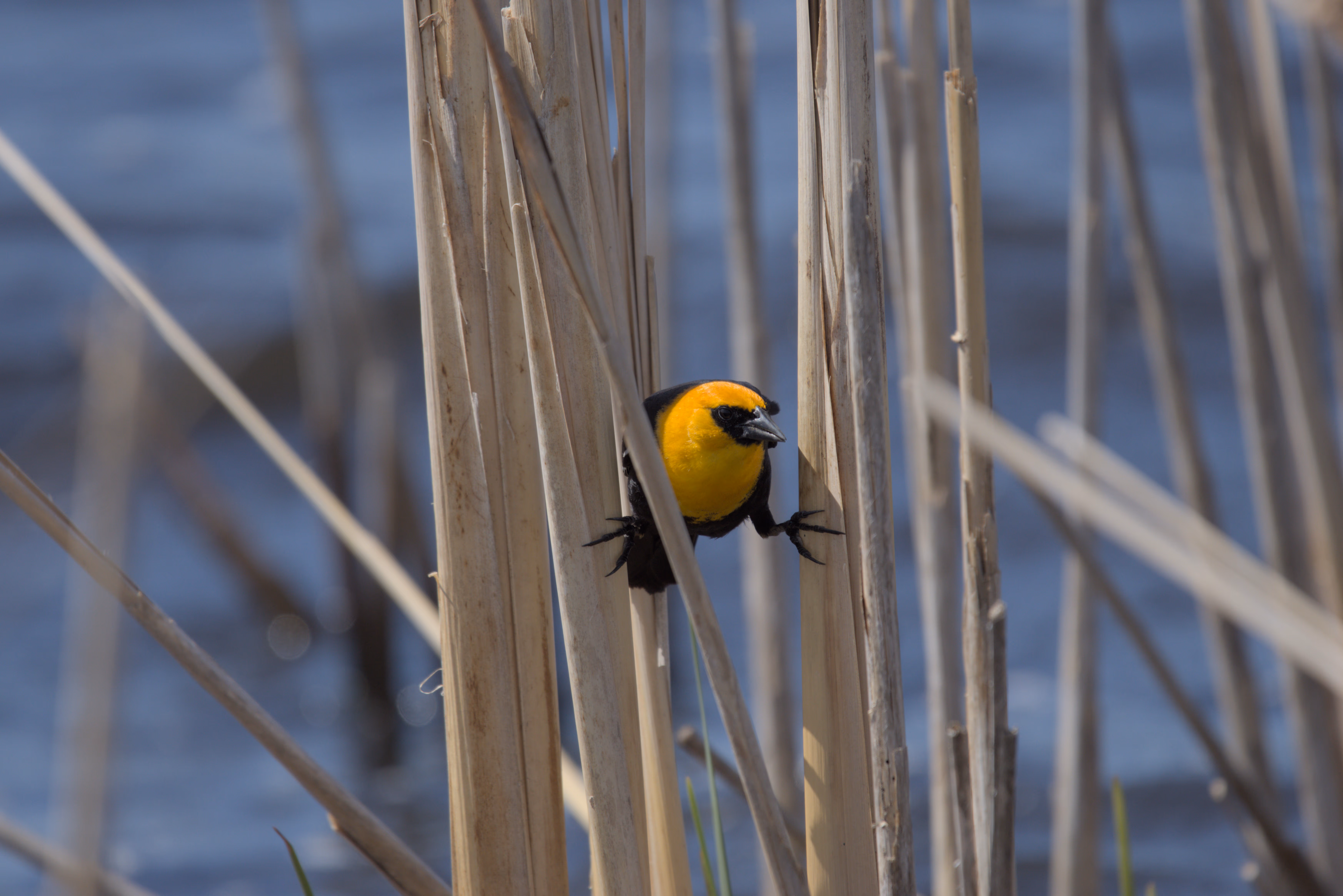 Yellow-headed Blackbird photograph 2