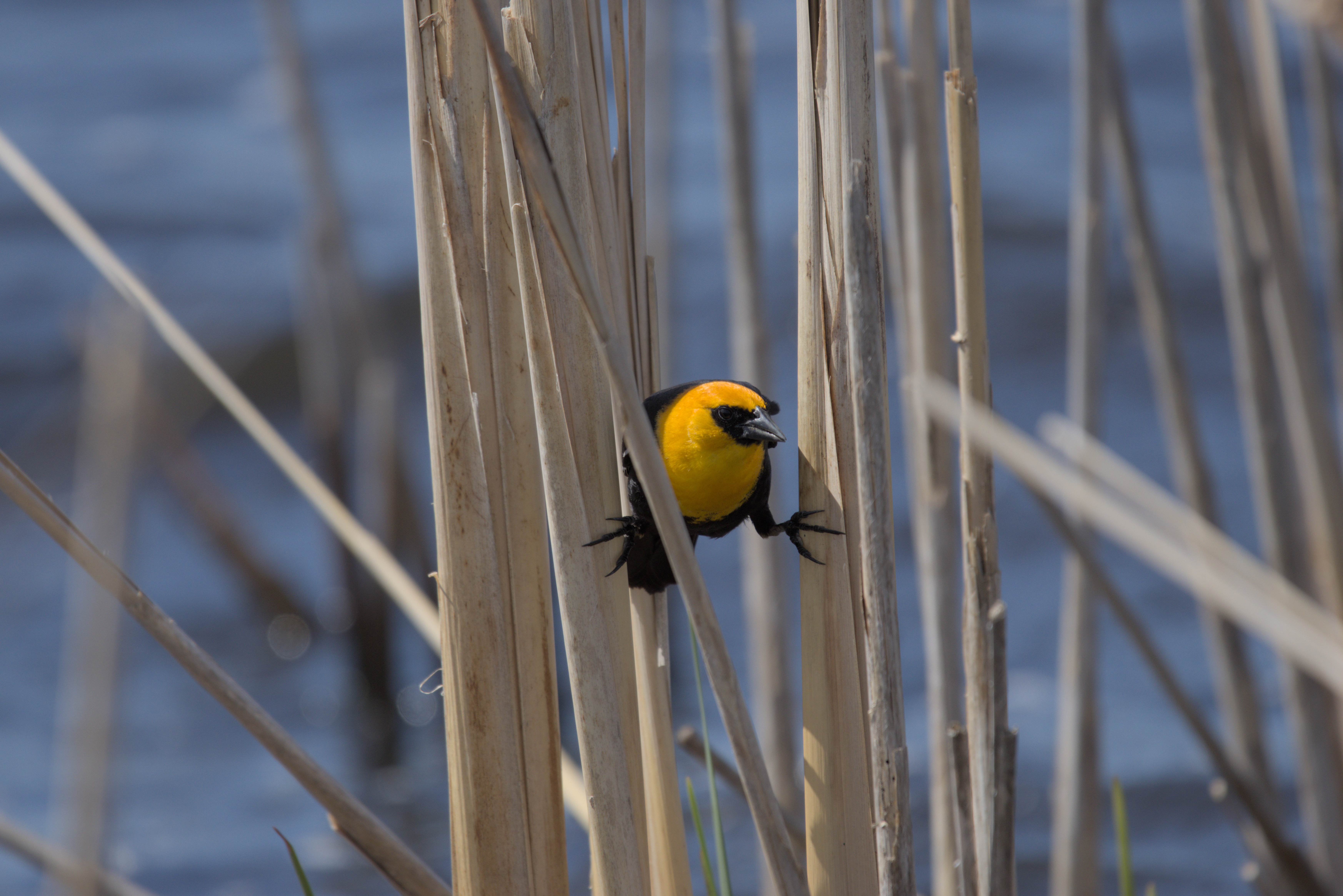 Yellow-headed Blackbird photograph 2