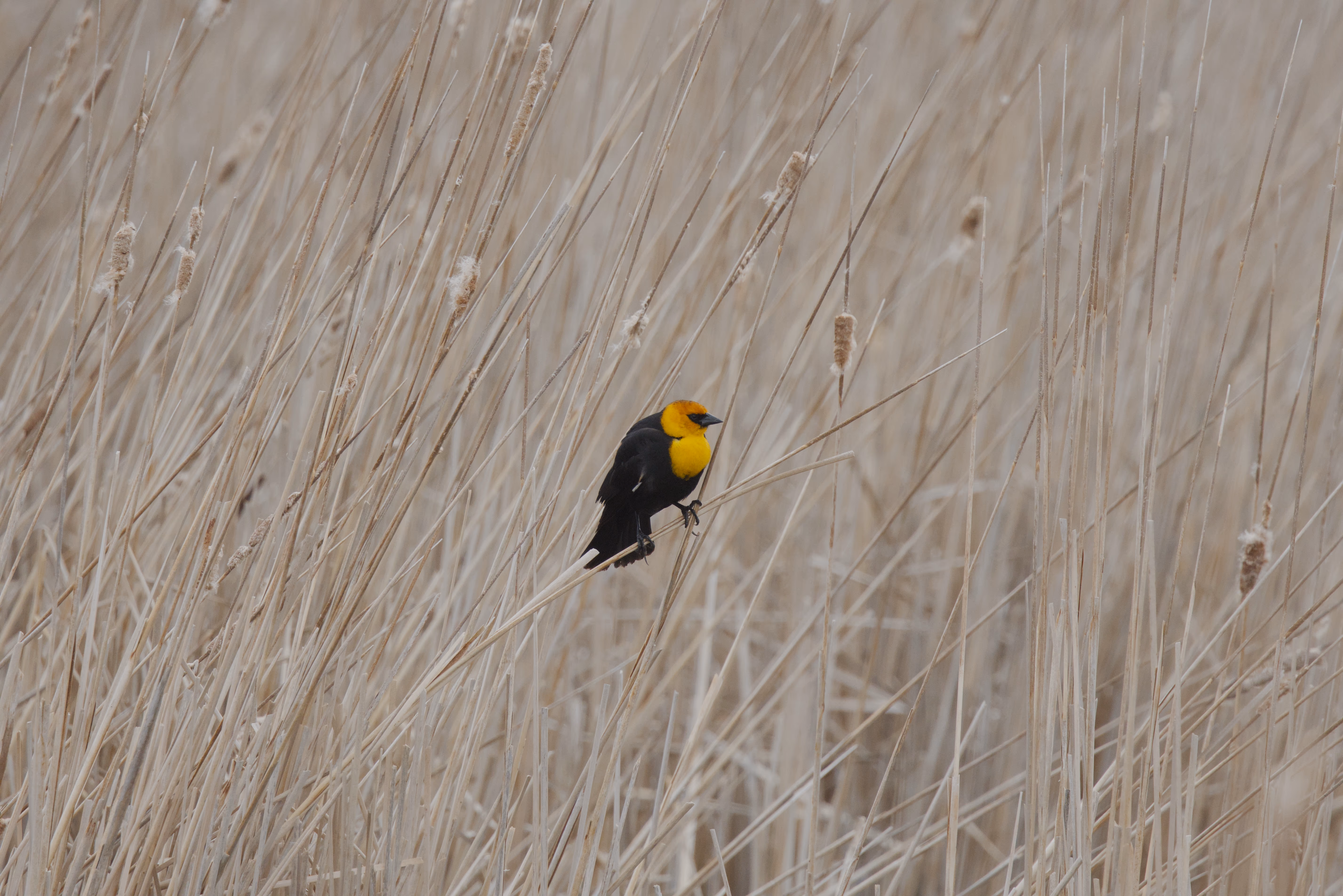 Yellow-headed Blackbird photograph 2