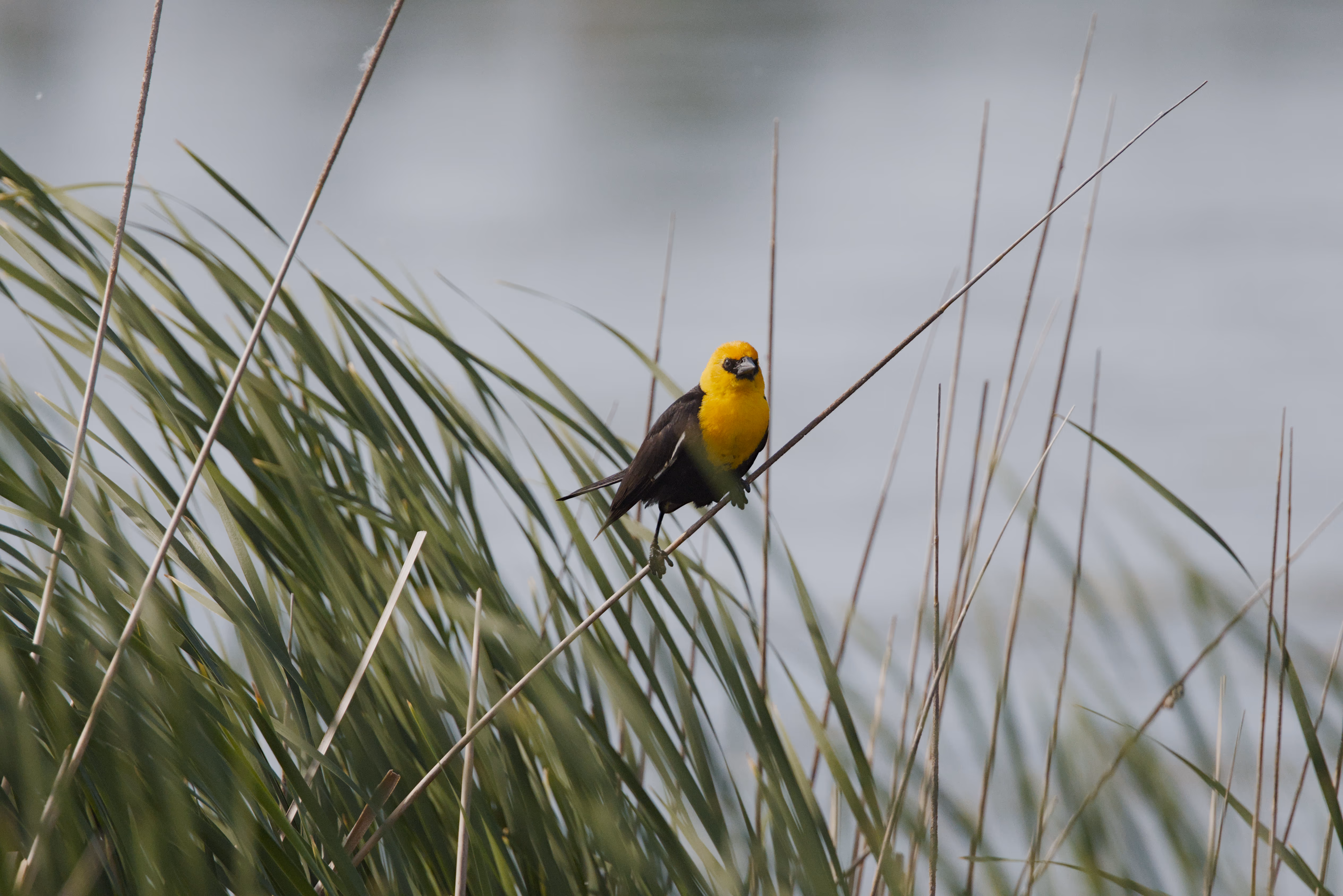 Yellow-headed Blackbird photograph 1
