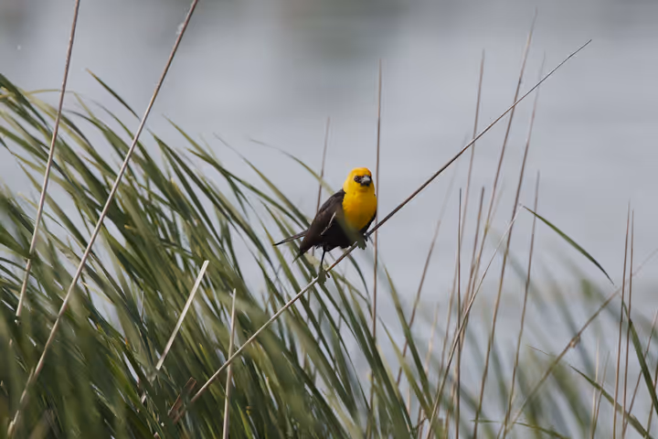 Yellow-headed Blackbird trip image